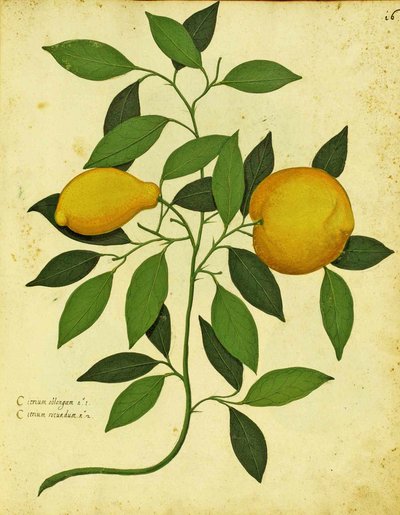 Italian Heirloom Lemon af Ulisse Aldrovandi (1522 - 1605) plade udgivet i Piante Fiori Frutti (håndfarvet gravering). af Italian School