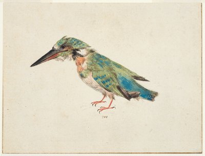 Kingfisher, ca. 1650-99 (sort kridt, akvarel, kropsfarve på lagt papir, nedlagt, med brune blæk-rammelinjer på tre kanter) af Italian School