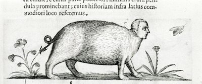 La manticore - i "De monstrorum natura causis bog to"" af Fortunio Liceti af Italian School