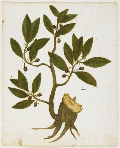 Laurel Tree (Laurus nobilis) (wc & tempera på papir) af Italian School