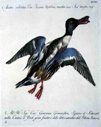 Mallard in Flight, ca. 1767-76 (håndfarvet gravering) af Italian School