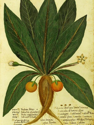 Mandrake af Ulisse Aldrovandi af Italian School