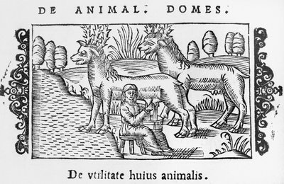 Malkende rensdyr, illustration fra History of the Northern Nations af Olaus Magnus (1490-1558), udgivet i Rom, 1555 af Italian School