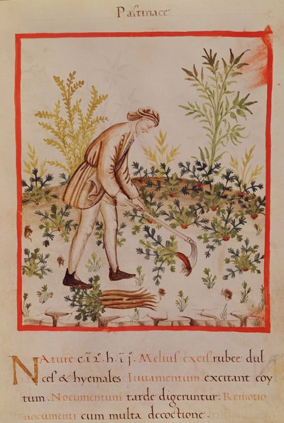 Ms.3054 fol.9 Høst pastinak og gulerødder, fra 