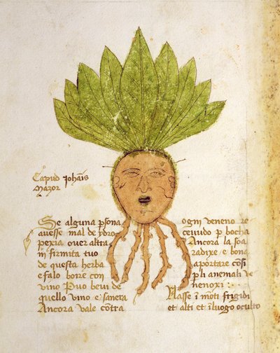 frk. 1591 fol. 18v. Urt Capud John Mazor (vellum) af Italian School