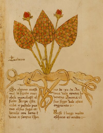 Ms 1591 Fol.19r Herba Teoderis (vellum) af Italian School