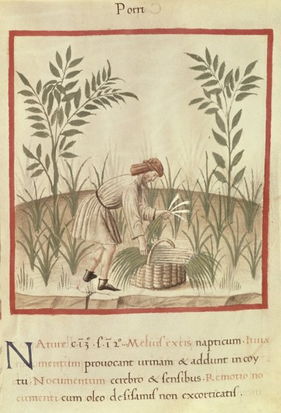 Ms 3054 f.22 Høst porrer, fra 