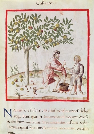 Ms 3054 fol.31 Høst og kogning af kastanjer, fra 