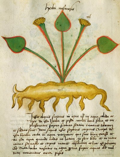 Ms 320 M Fol.29v Herba Nastrusio, fra 