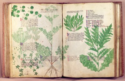 Ms Lat 6823 fol.19v & 80 planter fra De Herbis af Manfredus de Monte Imperiali, c.1330-40 af Italian School
