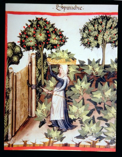 Nova 2644 f.27r Harvesting Spinat, fra Tacuinum Hygiene Code Vindobonensis af Italian School