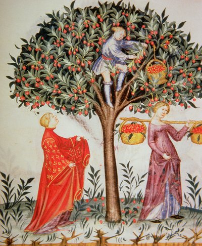 Nova 2644 fol.12r plukkekirsebær, fra Tacuinum Sanitatis Codex Vindobonensis af Italian School