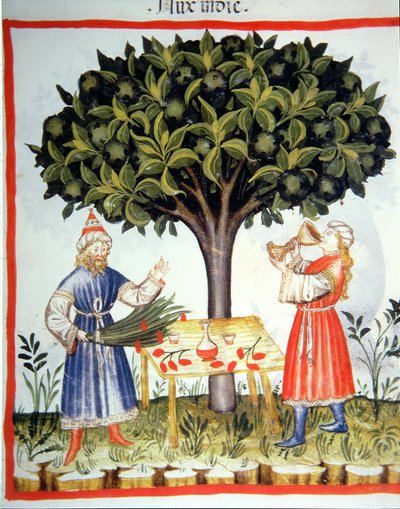 Nova 2644 fol.14r Gathering Muskatnød, fra Tacuinum Sanitatis af Italian School