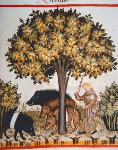 Nova 2644 fol.15r Høst agern, fra Tacuinum Sanitatis Code Vindobonensis af Italian School