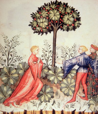 Nova 2644 fol.24r Harvesting Sennep, fra Tacuinum Sanitatis af Italian School
