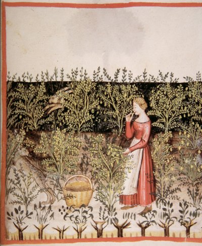 Nova 2644 fol.49 r Plukke Kikærter af Italian School