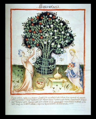 Nova 2644 fol.93r Rose Water, fra Tacuinum Sanitatis Code of Wien af Italian School