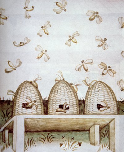 Nova 2644 fol.94v Bistader, fra Tacuinum Sanitatis af Italian School
