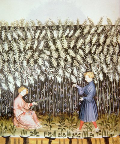 Nove 2644 fol.42v Høst af hvede, fra Tacuinum Sanitatis af Italian School