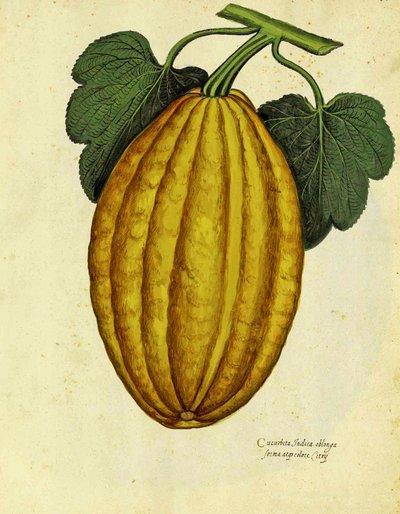 Oblong Squash af Ulisse Aldrovandi af Italian School