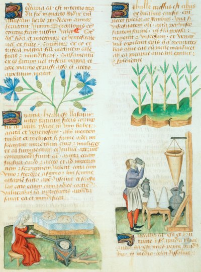 Side fra Tractatus de Herbis af Dioscorides Pedanius af Italian School
