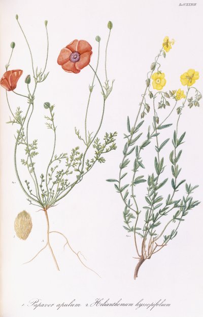 Valmueapule og Helianthemum hyssopifol, 1811-1838 af Italian School