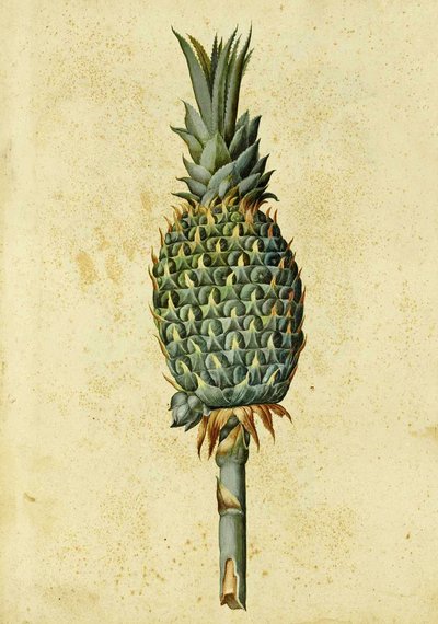 Ananas af Ulisse Aldrovandi af Italian School