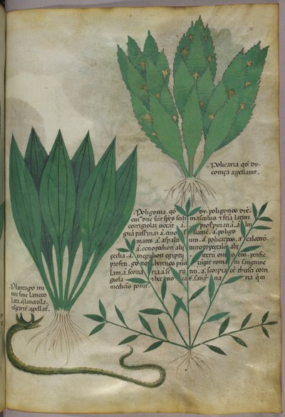 Planter med store, brede blade. En slange, ca. 1440 (blæk og farve på pergament) af Italian School