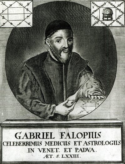 Portræt af Gabriel Fallopius (1523-62) af Italian School