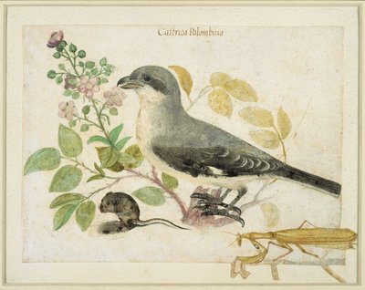 Shrike and a Praying Mantis (wc på papir) (til Cassiano dal Pozzo Paper Museum) af Italian School
