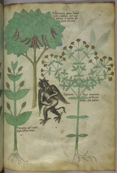 Sloane 4016 f.103 Miniature af planter og en dæmon: urten Ypericon, angiveligt frastødt dæmoner, fra 