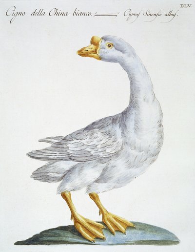 Svane, ca. 1767-76 (håndfarvet gravering) af Italian School