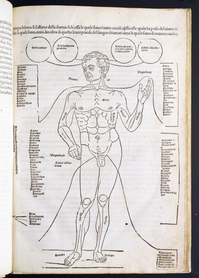 Den mandlige anatomi, fra Fascilulus Medicinae af Johannes de Ketham (d.c.1490) 15.-16. århundrede af Italian School