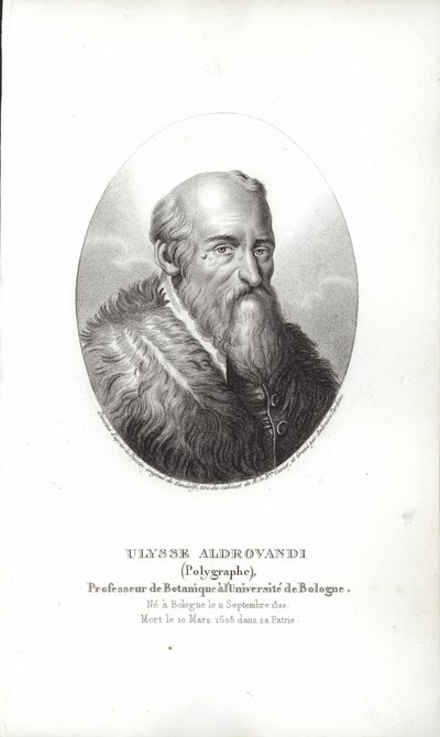 Ulisse Aldrovandi af Italian School