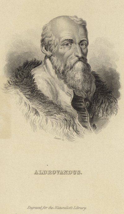 Ulisse Aldrovandi af Italian School