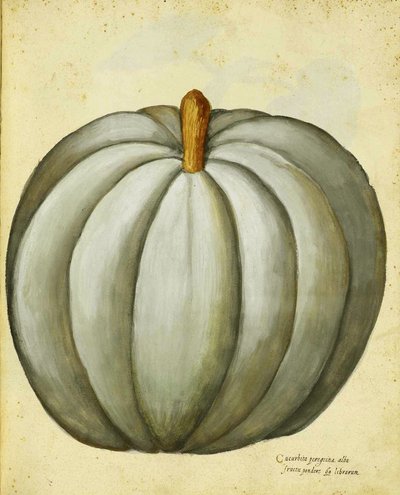 White Squash af Ulisse Aldrovandi af Italian School