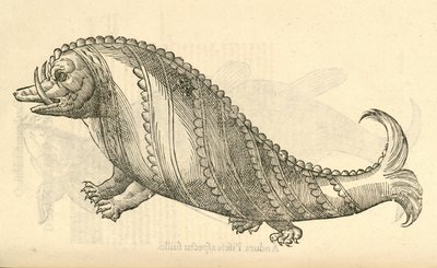 illustration af Aper Marinus Cetaceus fra Aldrovandis History of Monsters, 1642 af Italian School