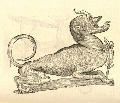 illustration af Canis monstroso capite fra Aldrovandis History of Monsters, 1642 af Italian School