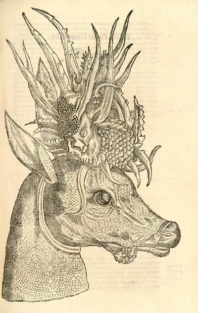 illustration af Capreolus Polyceros fra Aldrovandis History of Monsters, 1642 af Italian School