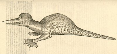 illustration af Draco marinus monophthalmos bipes fra Aldrovandis History of Monsters, 1642 af Italian School