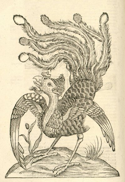 illustration af Gallus Indicus auritus tridactylus fra Aldrovandis History of Monsters, 1642 af Italian School