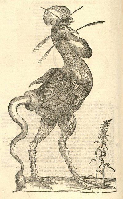 illustration af Gallus monstrosus fra Aldrovandis History of Monsters, 1642 af Italian School