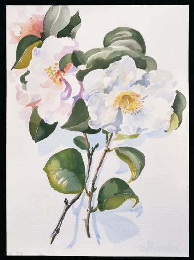 Camelia, 1998 (wc på papir) af Izabella Godlewska de Aranda