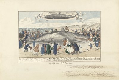 Spermhval strandede ved Egmond aan Zee, 1764 Lige nord for Egmond op Zee, en Cagelot eller Potwhale. strandet i live den 15. feb: 1764. (titel på objekt) af J.A. Visser
