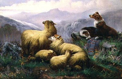 Fårehunde og får i det skotske højland af J.W. Morris