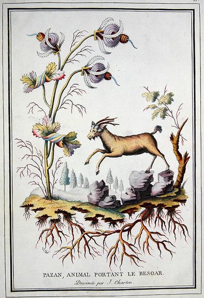 En Pazan, vild bjergged, der bærer en bezoar i maven af J. (after) Charton