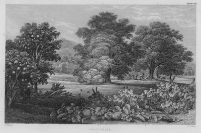 Frugttræer (farvet gravering) af J. (after) Stewart