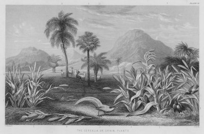 Cerealia eller kornplanterne (farvet gravering) af J. (after) Stewart