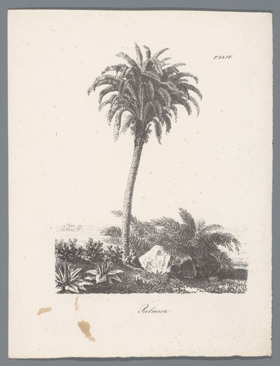 Palme træ Palmier (titel på objekt) Studier af træer (serietitel) Etudes d