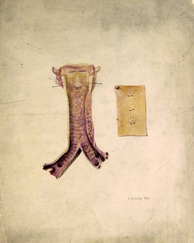Trachea Study (akvarel på papir) af J. Counolly